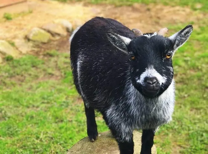 Feriehus Self Catering - The Garden House *